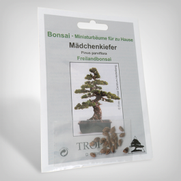 Plant seeds, Bonsai - Japanese white pine