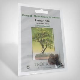 Plant seeds, Bonsai - Tamarind