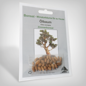 Plant seeds, Bonsai - Olive
