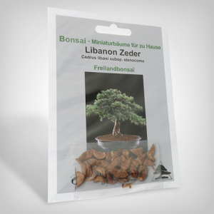 Plant seeds, Bonsai - Lebanon Cedar