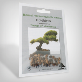 Plant seeds, Bonsai - Ponderosa pine