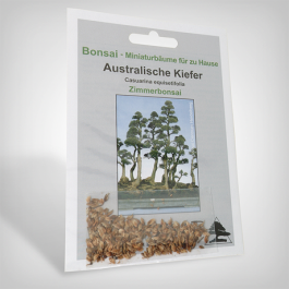 Plant seeds, Bonsai - Australian pine