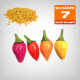 Bolivian Rainbow Chilli Seeds, 10 pcs.