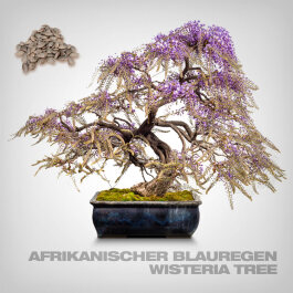 Plant Seeds, Wisteria Tree