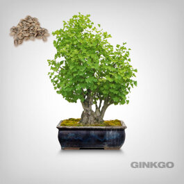 Plant Seeds, Ginkgo