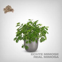 Plant Seeds, Real Mimosa