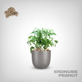 Plant Seeds, Peanut
