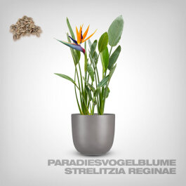 Plant Seeds, Strelitzia Reginae