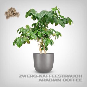 Plant Seeds, Arabian Coffee
