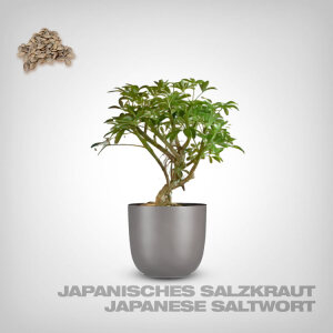 Plant Seeds, Japanese Saltwort