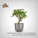 Plant Seeds, Japanese Saltwort