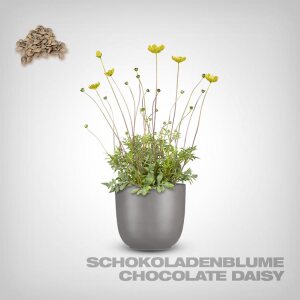 Plant Seeds, Chocolate Daisy
