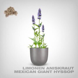 Plant Seeds, Mexican Giant Hyssop