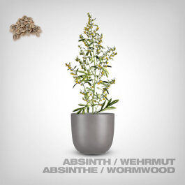 Plant Seeds, Abstinthe, Wormwood