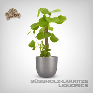 Plant Seeds, Liquorice