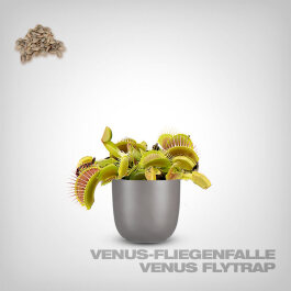 Plant Seeds, Venus Flytrap