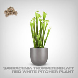 Plant Seeds, Red-White Pitcher Plant