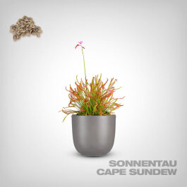 Plant Seeds, Cape Sundew