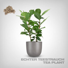 Plant Seeds, Tea Plant