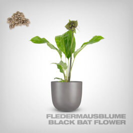 Plant Seeds, Black Bat Flower