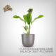 Plant Seeds, Black Bat Flower