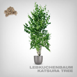 Plant Seeds, Katsura Tree