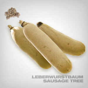 Plant Seeds, Sausage Tree