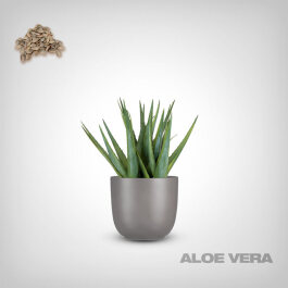 Plant Seeds, Aloe Vera