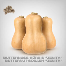 Pumpkin Seeds, Butternut-Squash "Zenith"