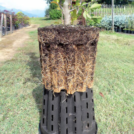 Plant pot Ercole, round, 1.3L-35L